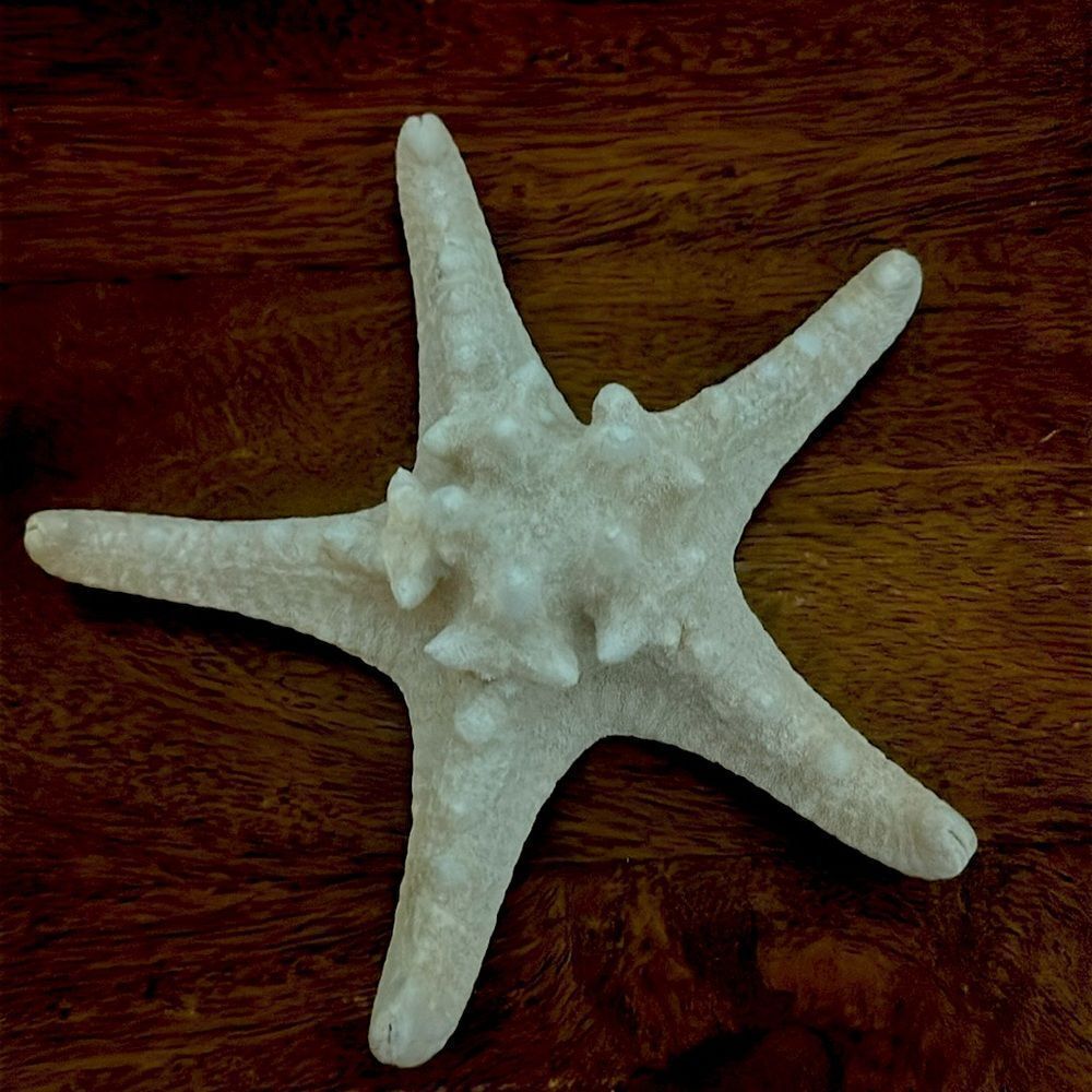 White Authentic Starfish! - Picture 5 of 5